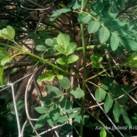 Jasminum grandiflorum L.